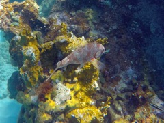 Redband Parrotfish (8